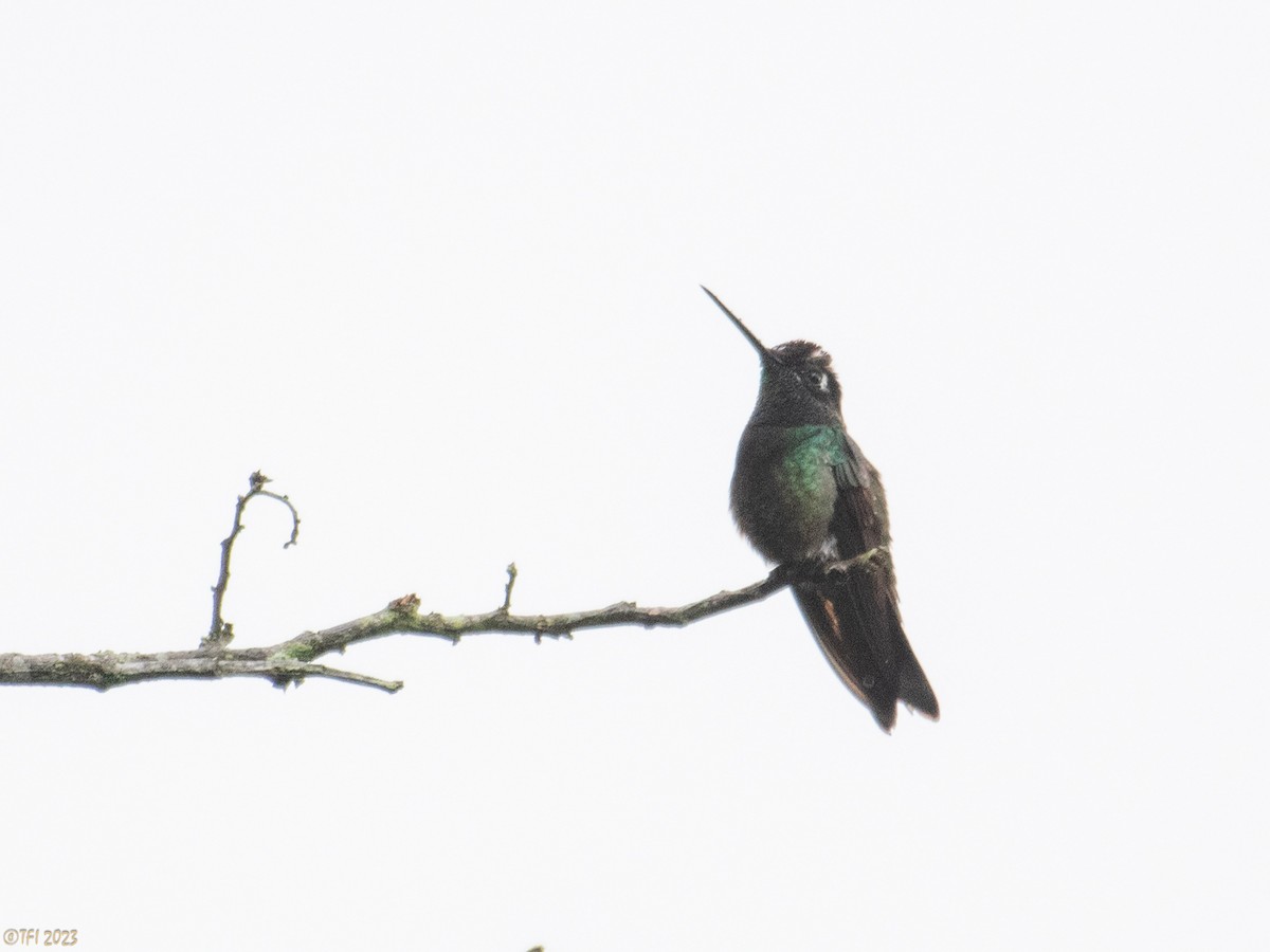 Rivoli's Hummingbird - ML610218051