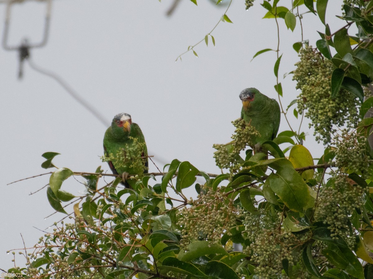 White-fronted Parrot - ML610218236