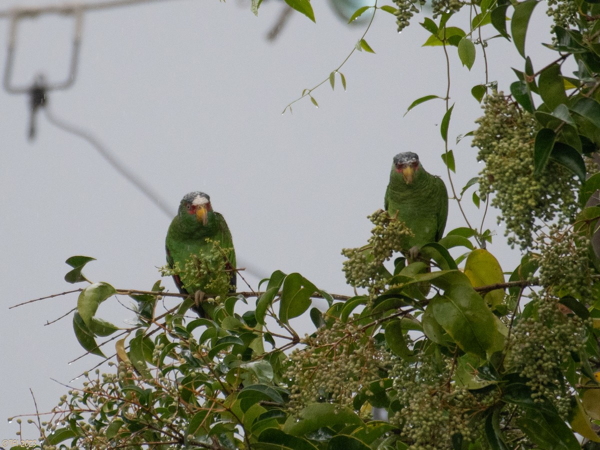 White-fronted Parrot - ML610218238