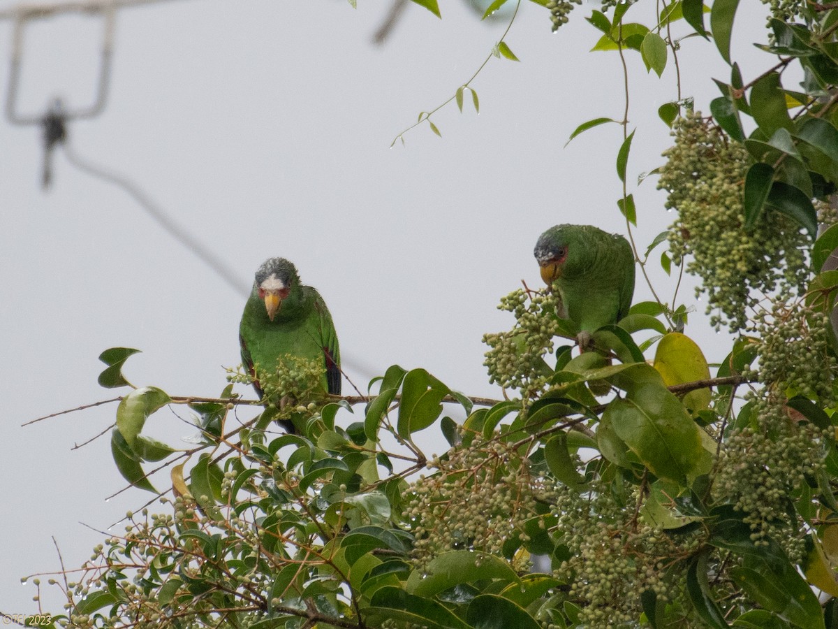 White-fronted Parrot - ML610218240