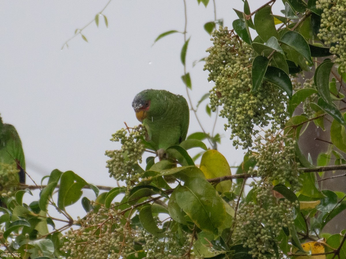 White-fronted Parrot - ML610218241