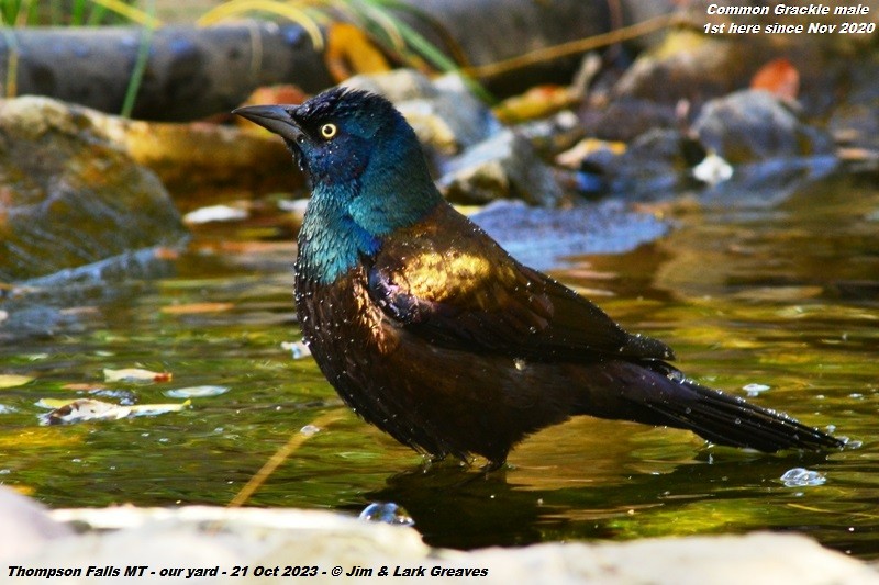 Common Grackle - Jim Greaves