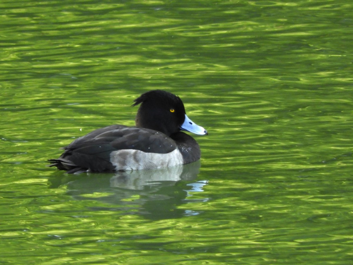 Tufted Duck - ML610219198