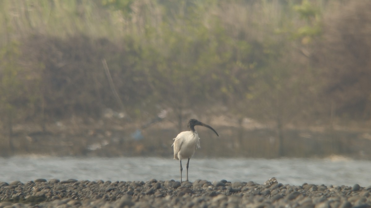 ibis australský - ML610219326