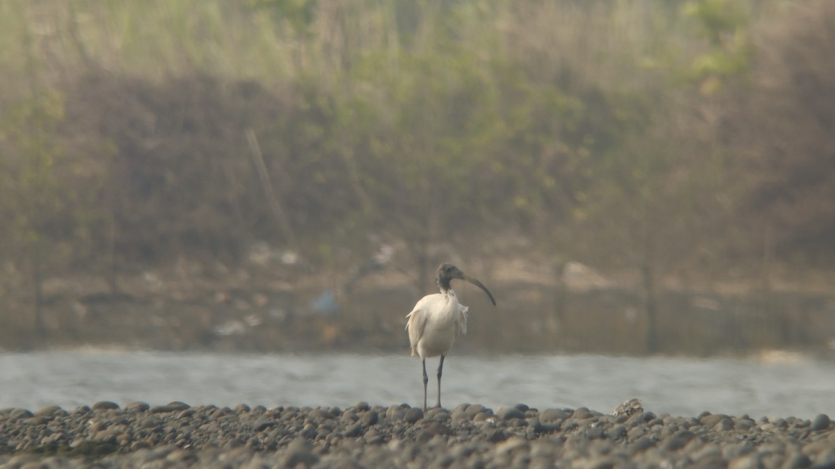 ibis australský - ML610219345