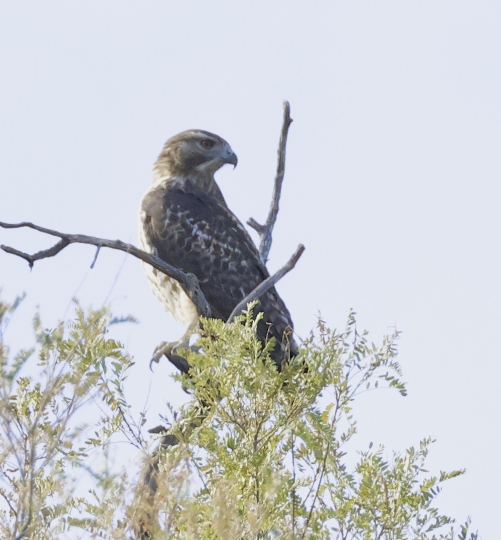 Red-tailed Hawk - ML610219552