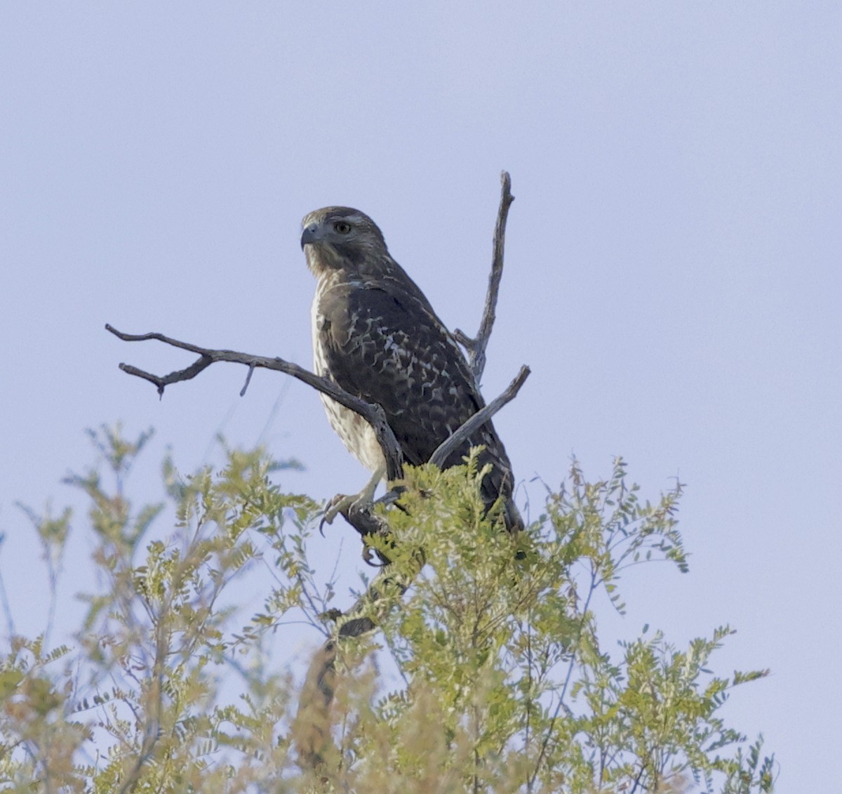 Red-tailed Hawk - ML610219563