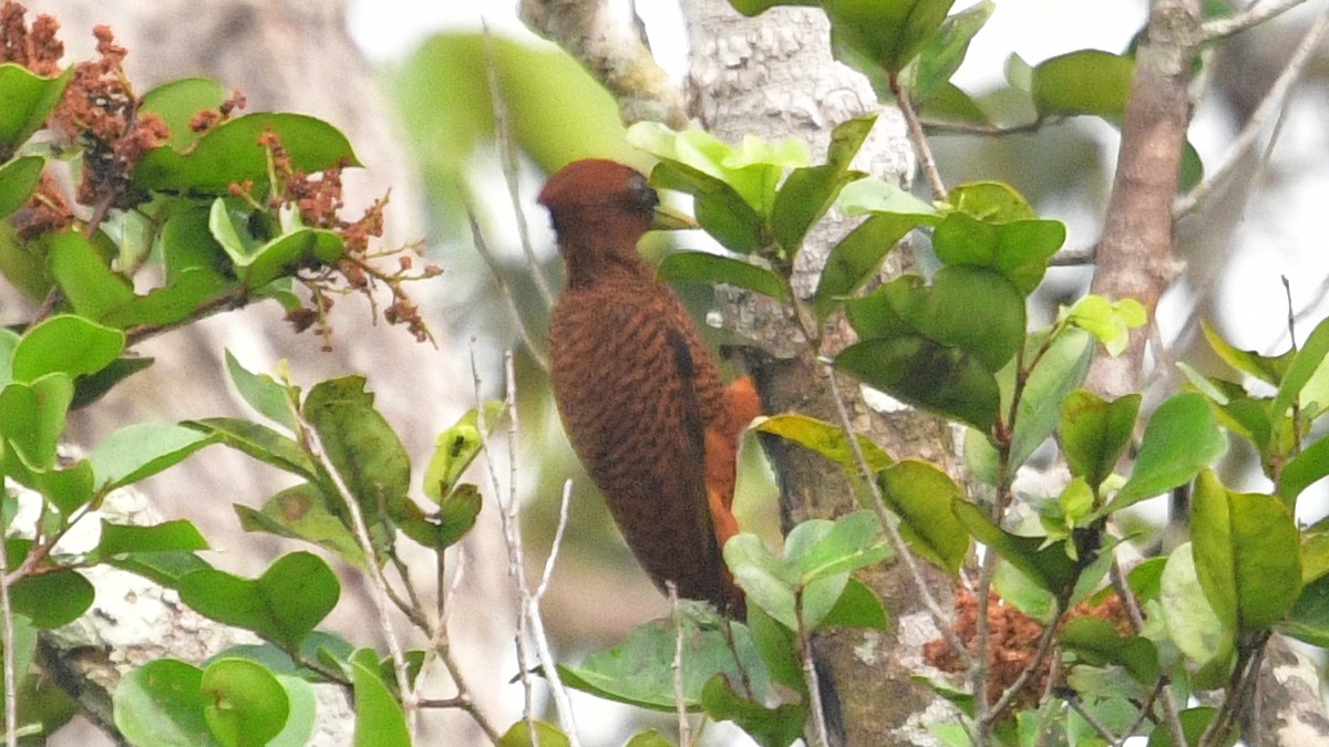 Waved Woodpecker (Scale-breasted) - ML610220586