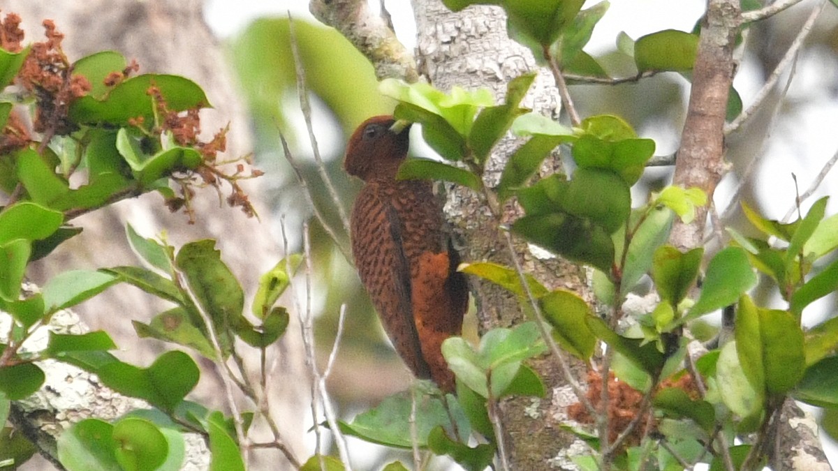 Waved Woodpecker (Scale-breasted) - ML610220587