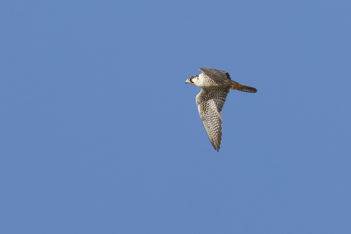 Peregrine Falcon (Tundra) - ML610220790