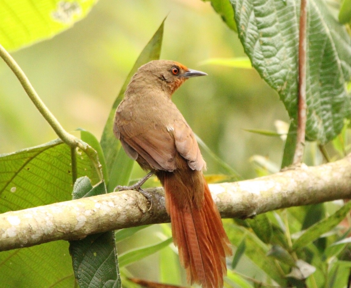 Orange-eyed Thornbird - ML610220827