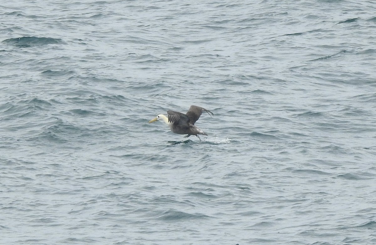 Waved Albatross - ML610220841