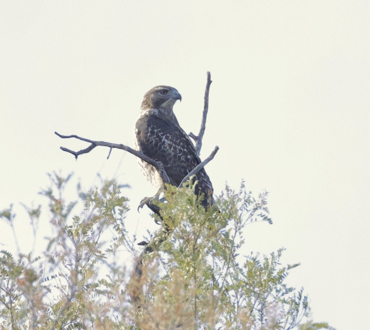 Red-tailed Hawk - ML610220905
