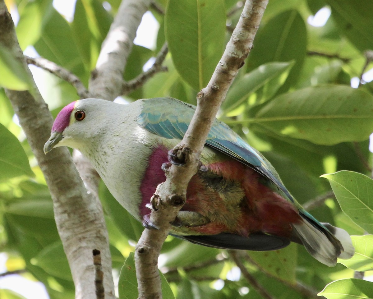 Red-bellied Fruit-Dove - colette sheppard