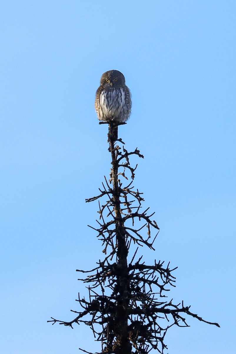 Northern Pygmy-Owl (Pacific) - ML610221646