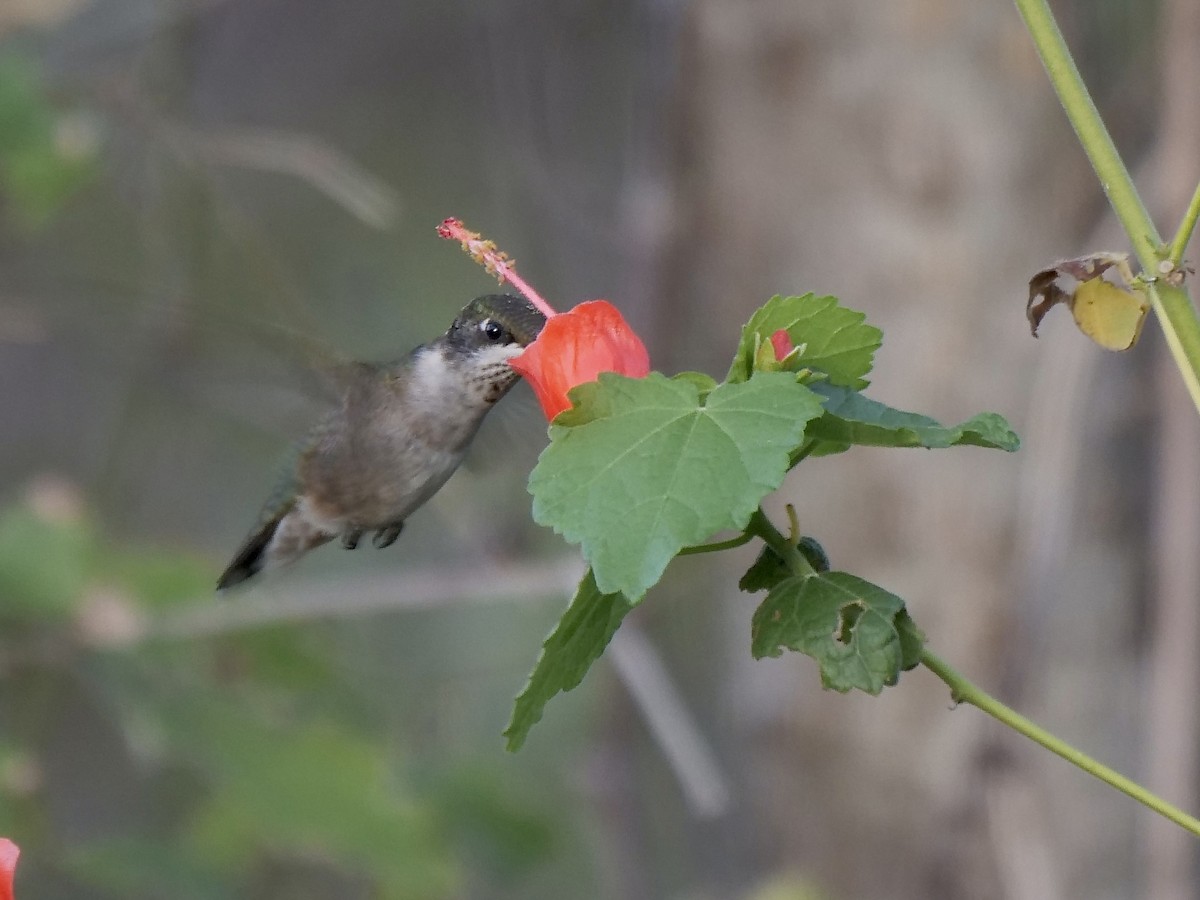 Ruby-throated Hummingbird - ML610222315