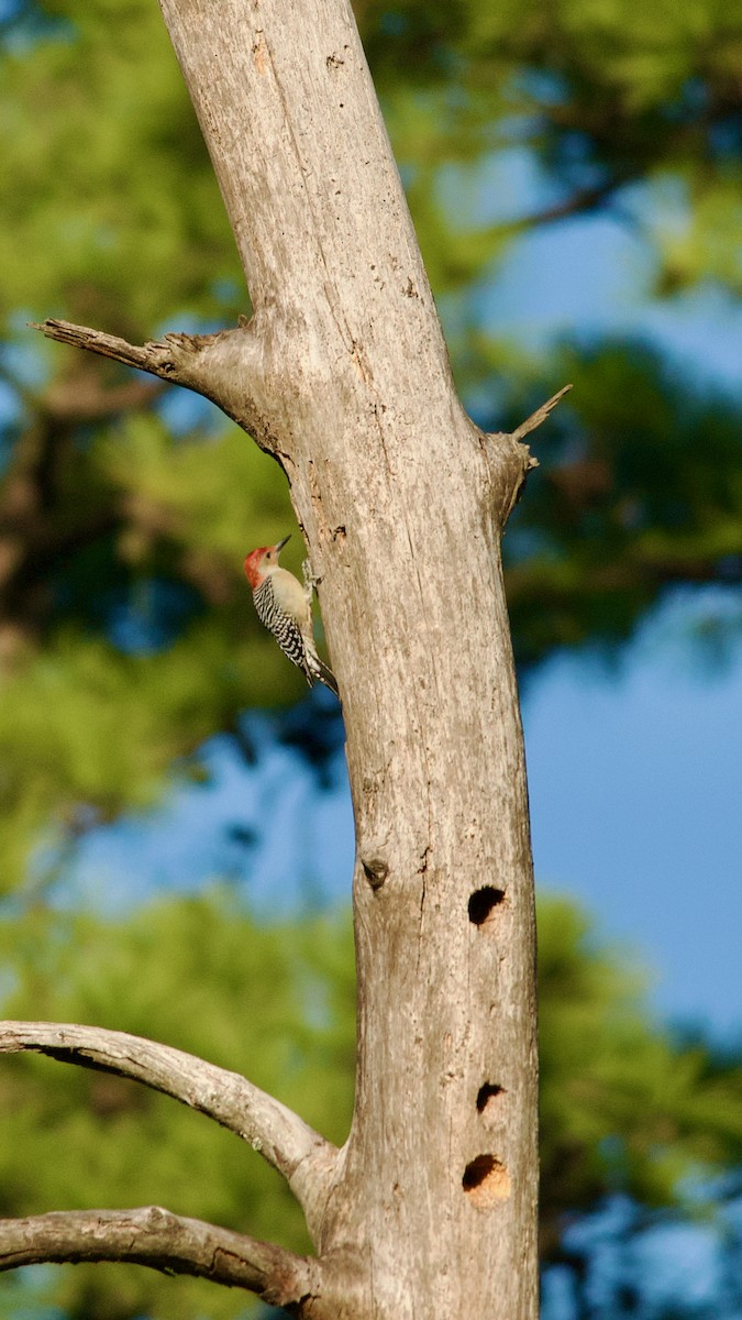 Red-bellied Woodpecker - ML610222701