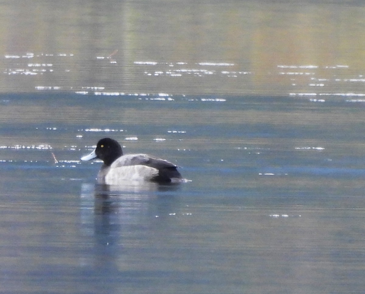 Greater Scaup - ML610222774
