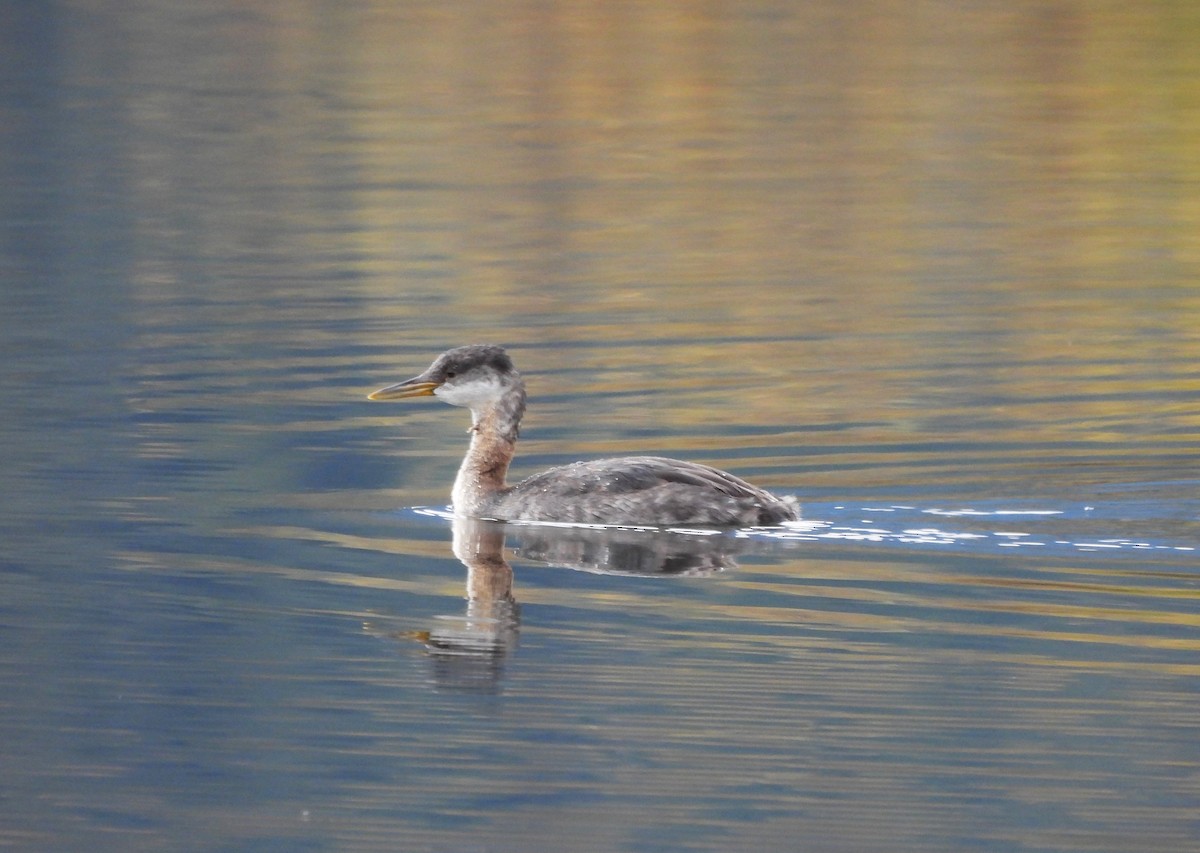 Red-necked Grebe - ML610222821
