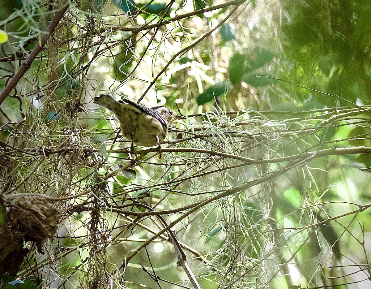Bay-breasted Warbler - ML610222833
