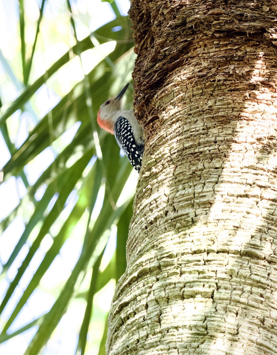 Red-bellied Woodpecker - ML610222858
