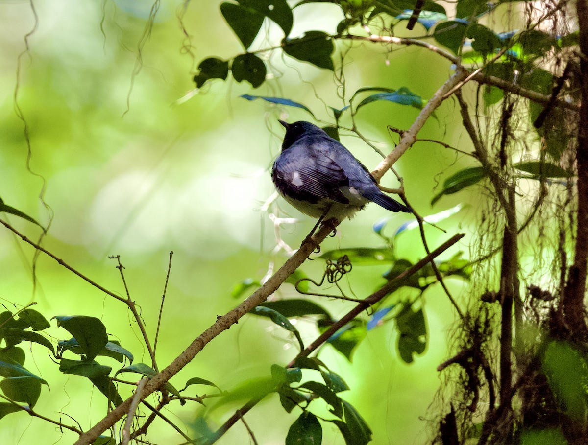 Black-throated Blue Warbler - ML610222918