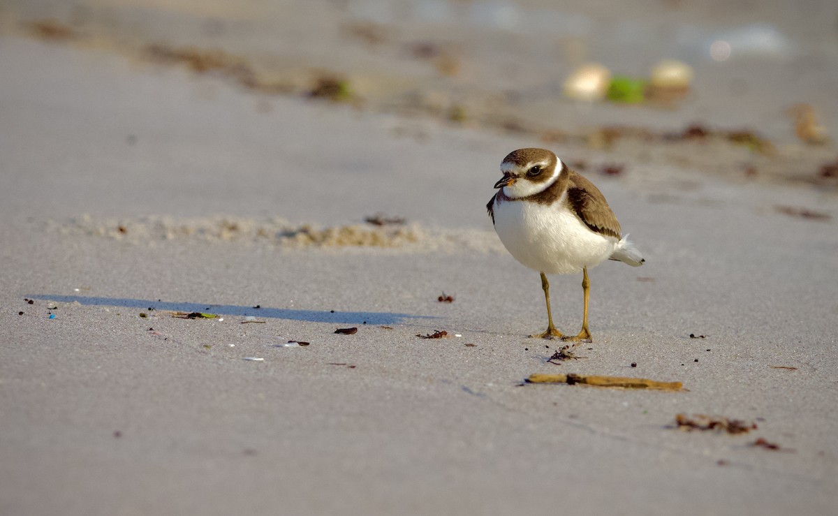 Semipalmated Plover - ML610222967