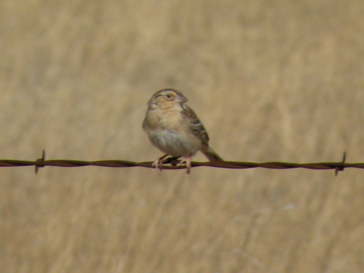 Grasshopper Sparrow - ML610223049
