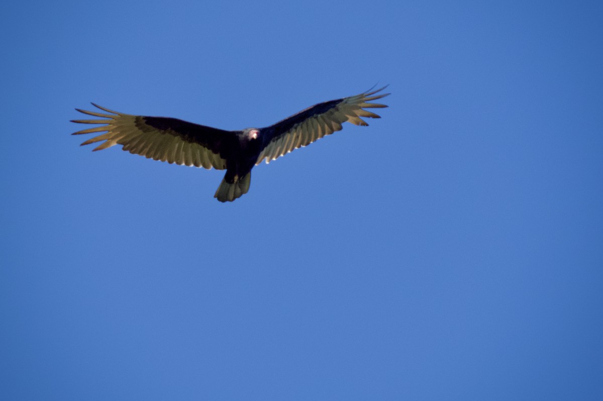 Turkey Vulture - Colin Hill