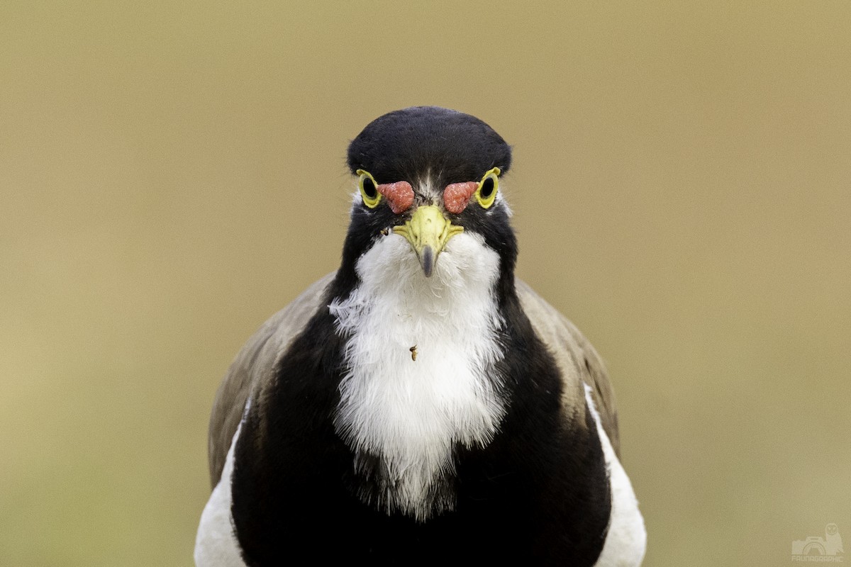 Banded Lapwing - ML610223249