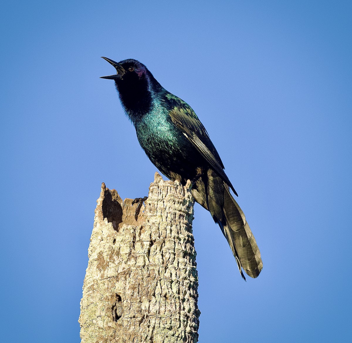 Boat-tailed Grackle - ML610223333