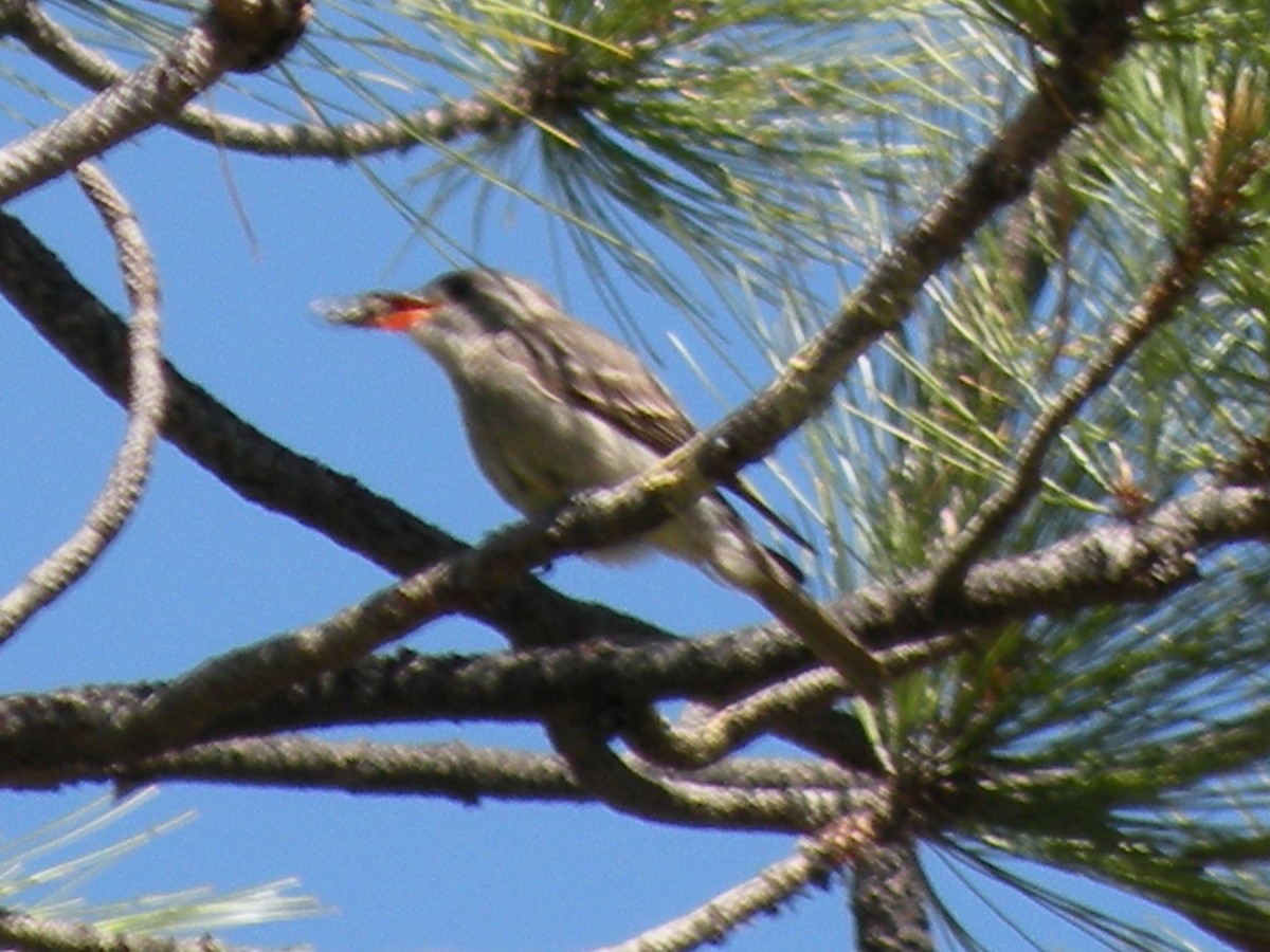 Greater Pewee - ML610223370