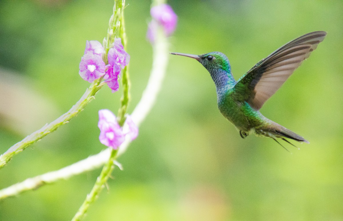 eBird Checklist - 14 Oct 2023 - Nectar & Pollen Reserve - 62 species