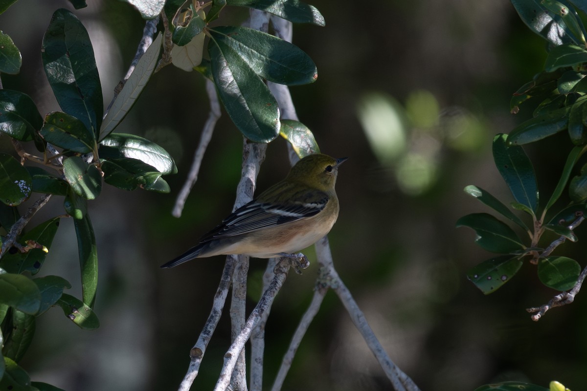 Bay-breasted Warbler - ML610224044