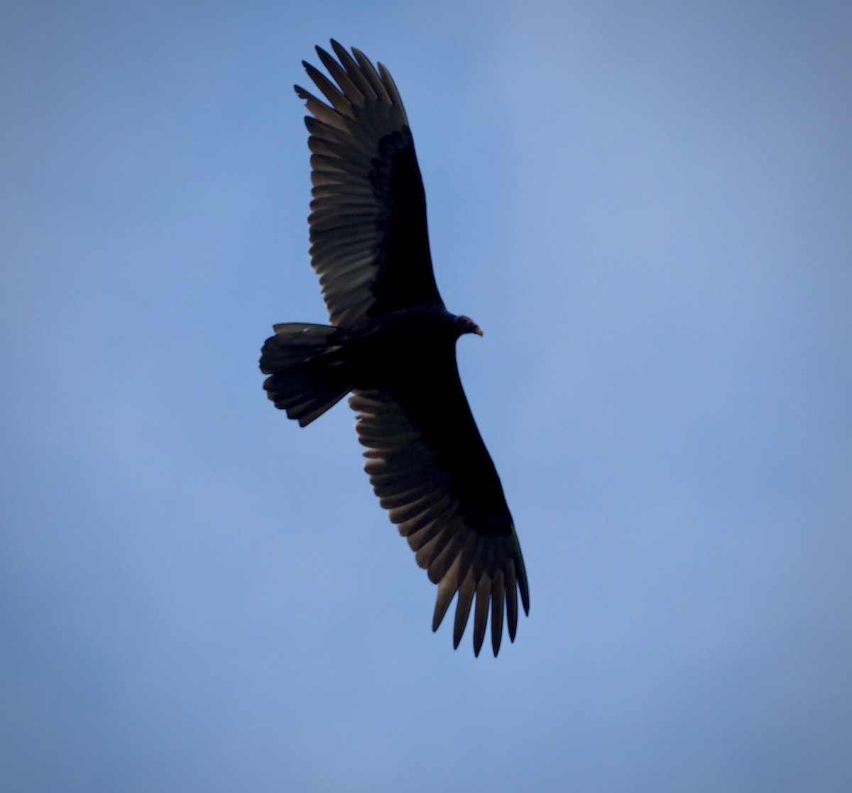 Black Vulture - ML610224118
