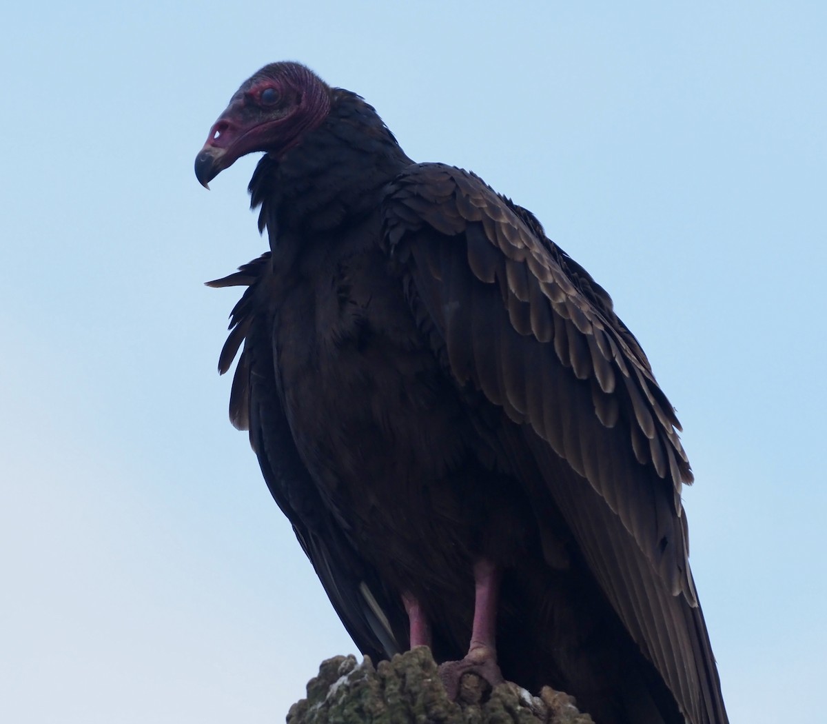 Turkey Vulture - ML610224130