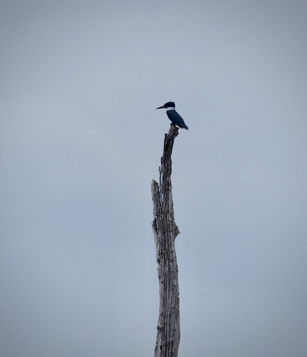Belted Kingfisher - Colin Hill