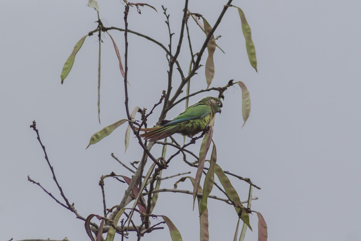 Maroon-bellied Parakeet (Green-tailed) - ML610224169