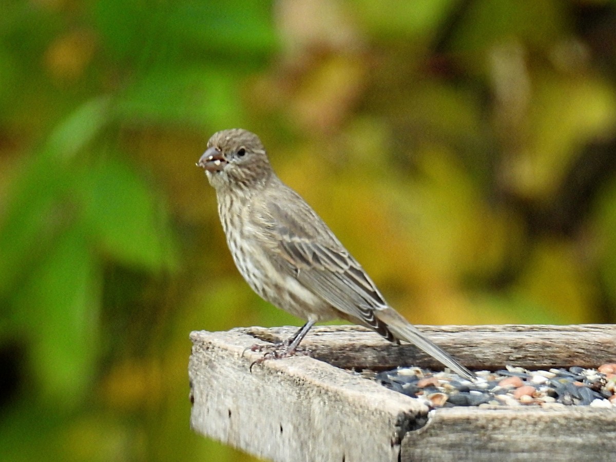 House Finch - Melody Walsh