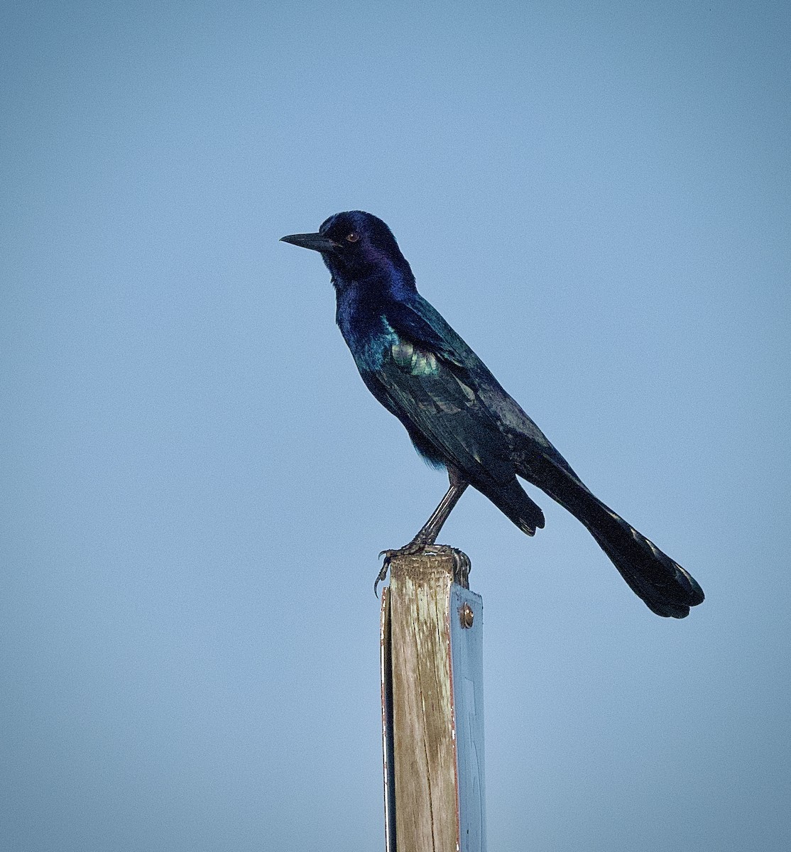 Boat-tailed Grackle - Colin Hill