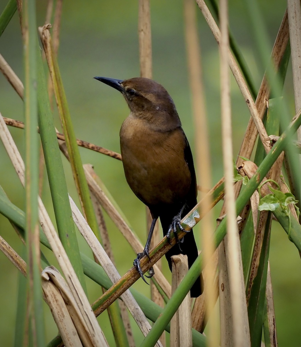 Boat-tailed Grackle - ML610224334