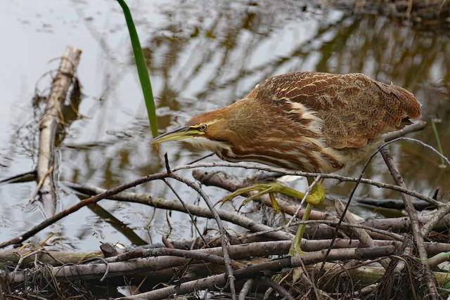 American Bittern at Abbotsford--Willband Creek Park by Dave Beeke