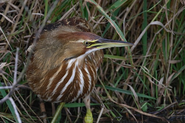 American Bittern at Abbotsford--Willband Creek Park by Dave Beeke