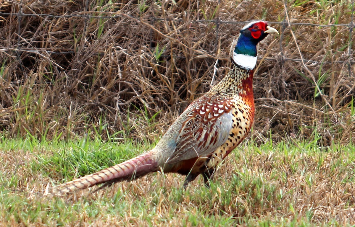 Ring-necked Pheasant - ML610224555