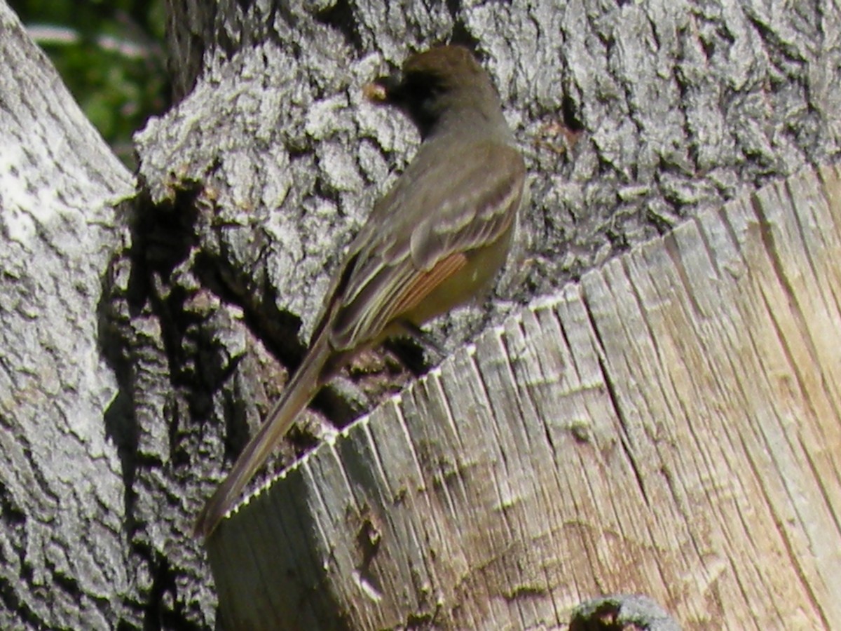Brown-crested Flycatcher (Arizona) - ML610224695