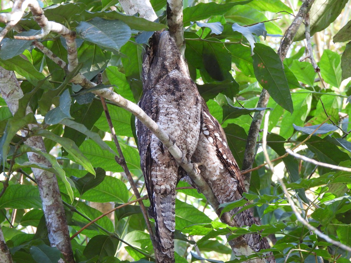 Papuan Frogmouth - ML610224764
