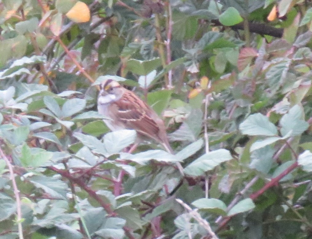 White-throated Sparrow - ML610224857
