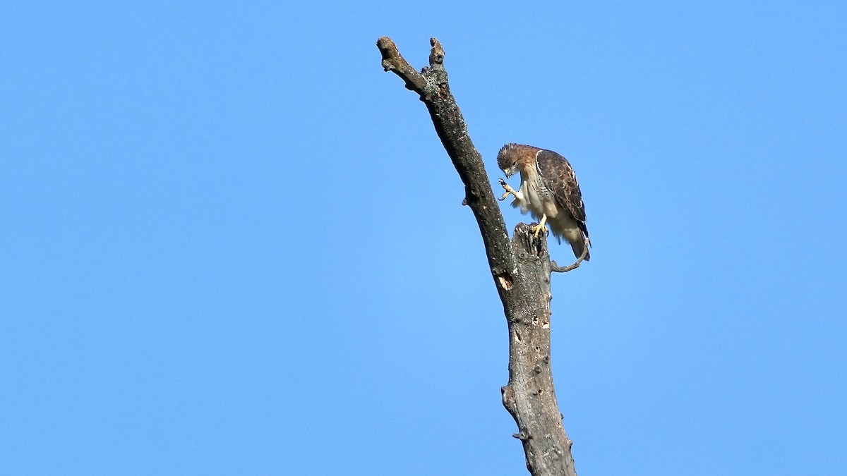 Red-tailed Hawk - ML610225010
