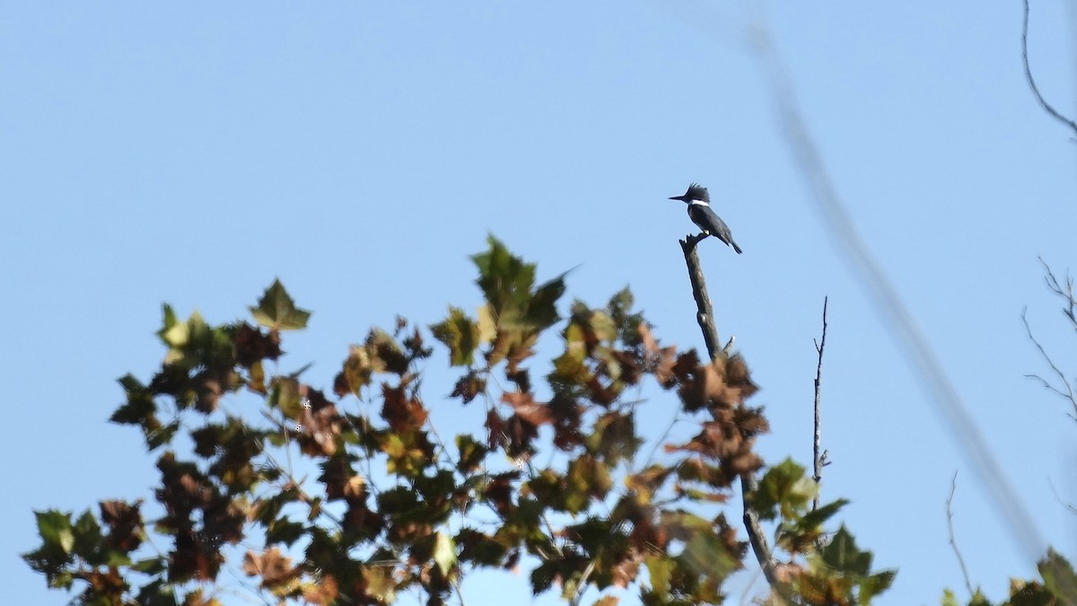 Belted Kingfisher - ML610225019