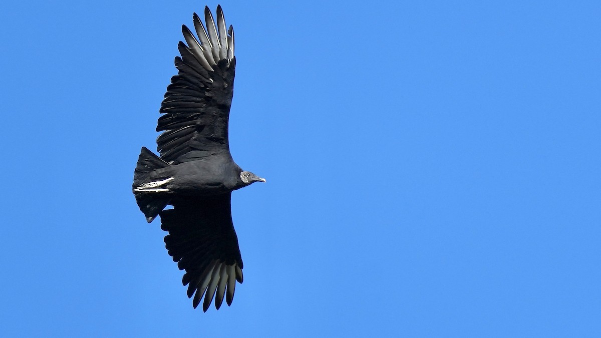 Black Vulture - ML610225032